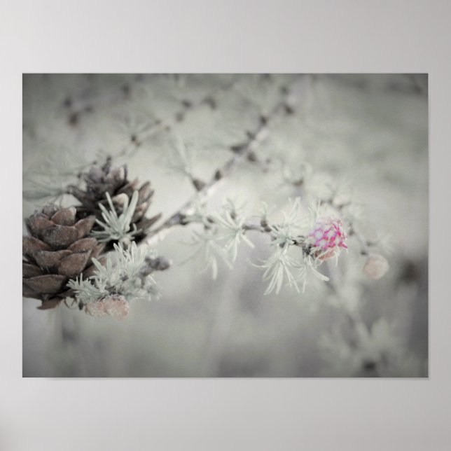 Pink flower at Larch Black and White Poster (Front)