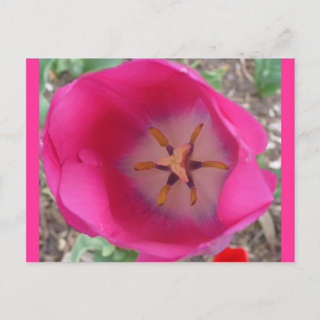 Pink Flower at the Garden Postcard (Front)