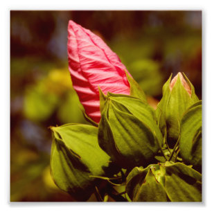 Pink Flower Bud Kodak Professional Photo Paper Print