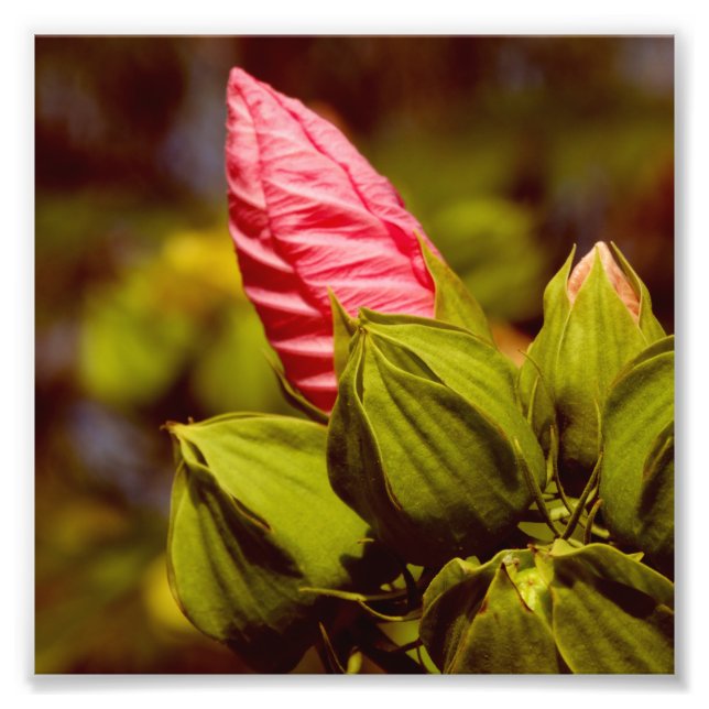 Pink Flower Bud Kodak Professional Photo Paper Print (Front)