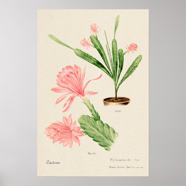 Pink Flower Cactus Botanical Art Poster (Front)