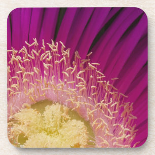 Pink Flower Coasters
