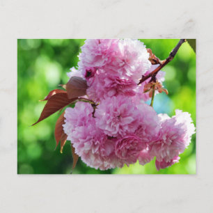 Pink Flower Greeting Postcard