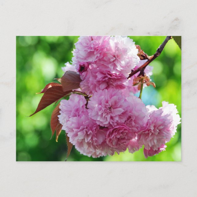 Pink Flower Greeting Postcard (Front)