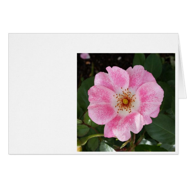 pink flower in the shade (Front Horizontal)
