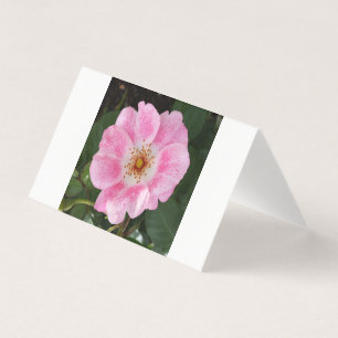 pink flower in the shade