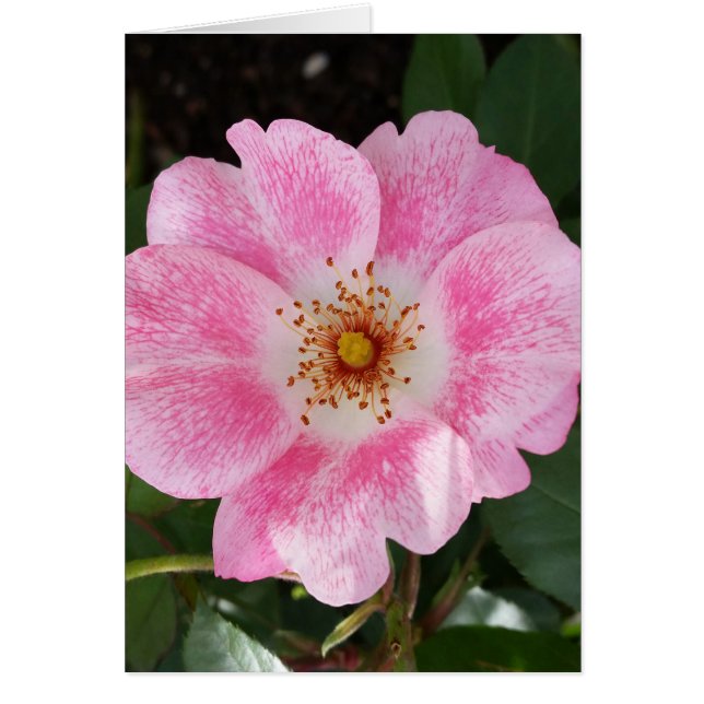 pink flower in the shade (Front)