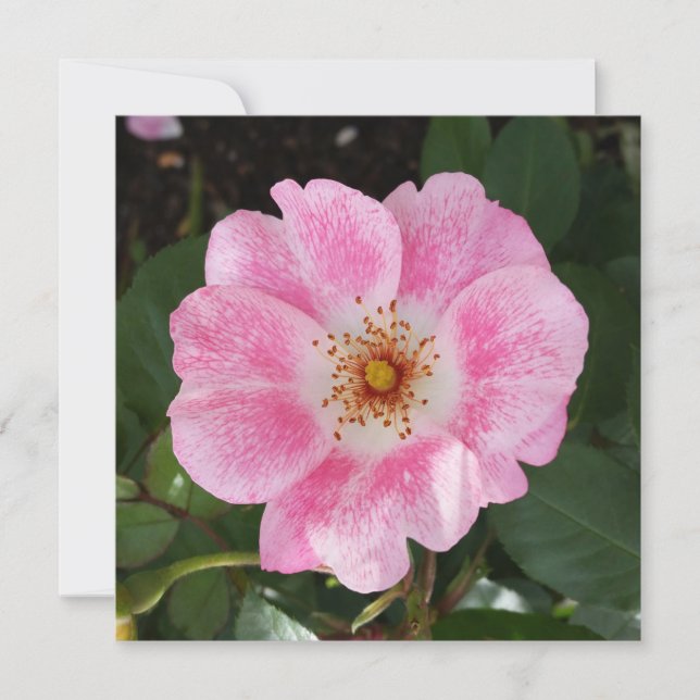 pink flower in the shade (Front)