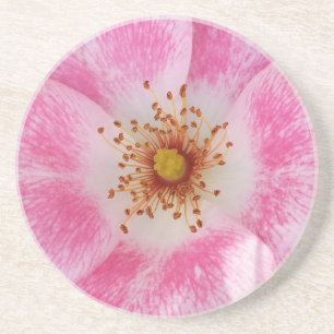 pink flower in the shade coaster
