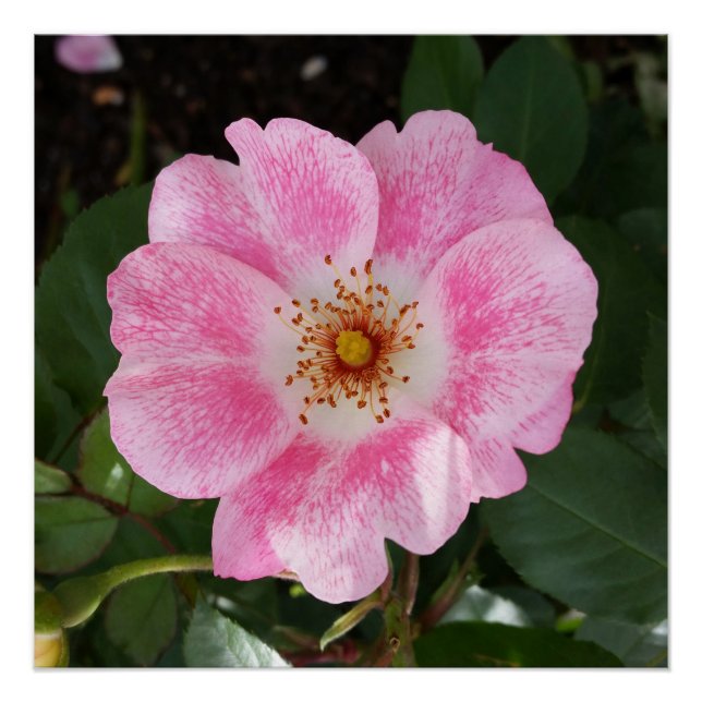 pink flower in the shade poster (Front)