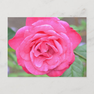 Pink flower in the sunshine postcard
