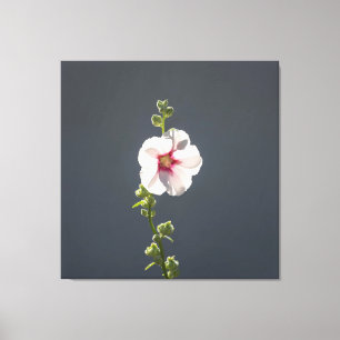 Pink Flower Mallow green leaves on dark grey  Canvas Print