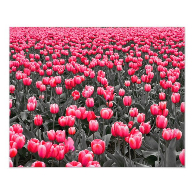 Pink Flower Minimalist Selective Colour  Photo Print (Front)