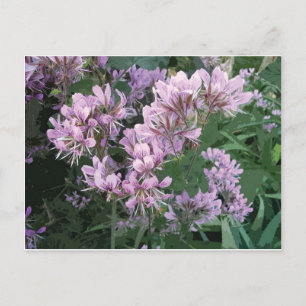 Pink flower photo announcement postcard