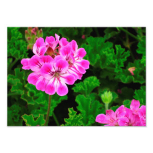 Pink Flower - Photo Print