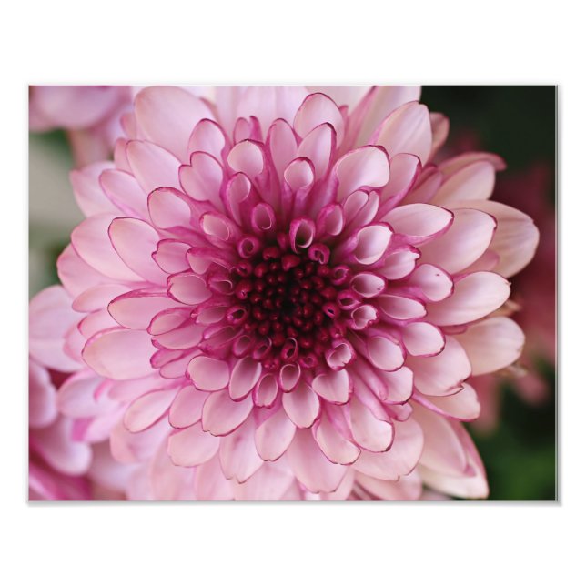 Pink Flower Photographic Print (Front)