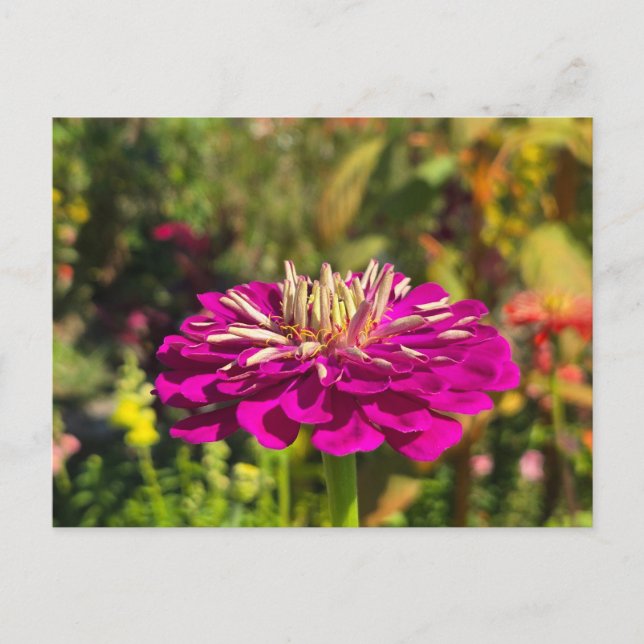 Pink flower postcard (Front)