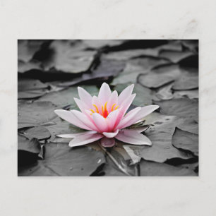 Pink flower postcard