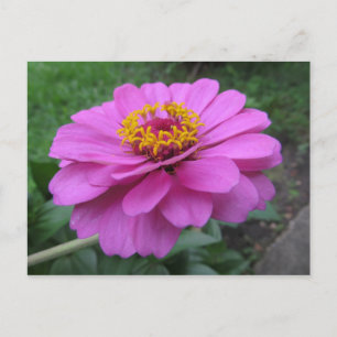 Pink Flower Postcard