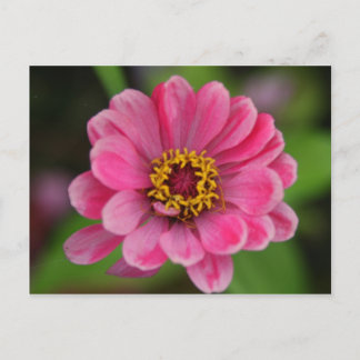 pink flower postcard