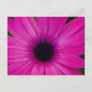 pink flower postcard