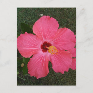 Pink Flower Postcard