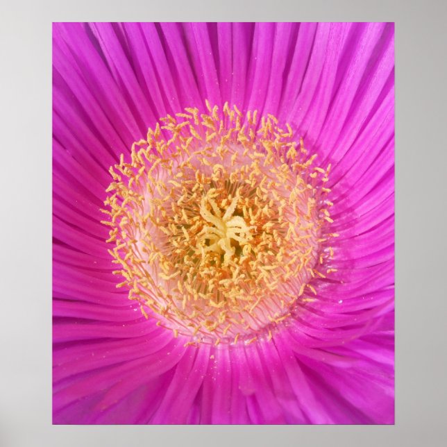 Pink Flower Poster (Front)