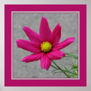 Pink Flower poster