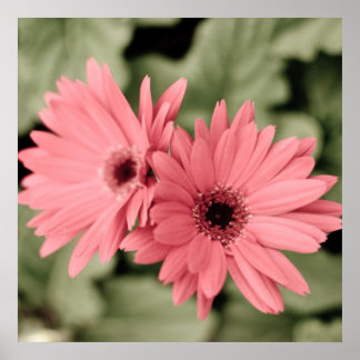 pink flower poster