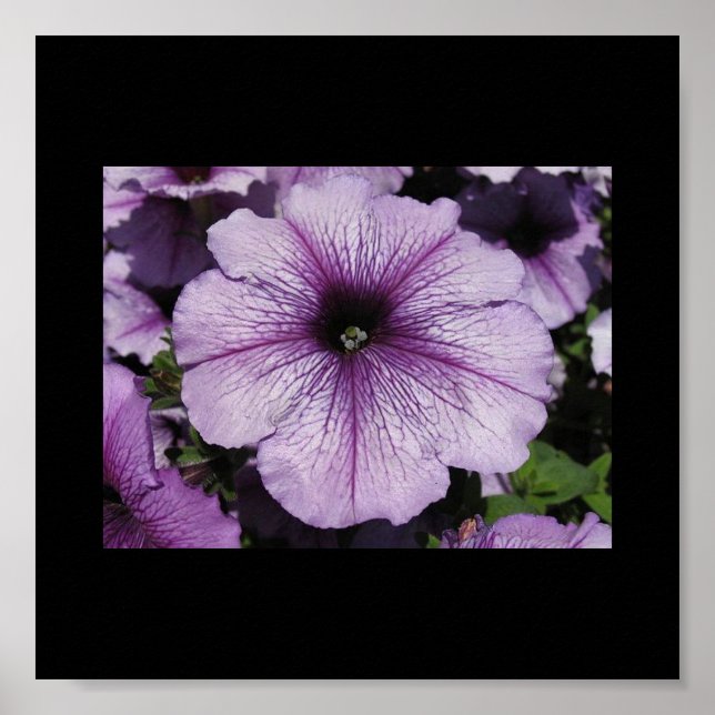 Pink Flower Poster (Front)