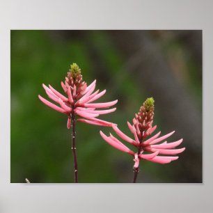 Pink Flower Spikes Nature Photography Poster