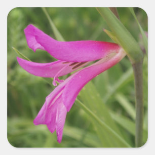 Pink Flower Stickers