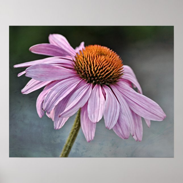 Pink Flower Wildflower Photographic Art Print (Front)