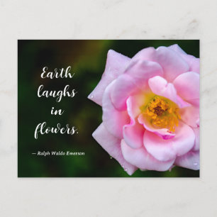 Pink Flower with Dew Drops Nature Photograph Postcard
