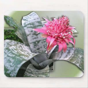 Pink Flowered Bromeliad Mouse Pad