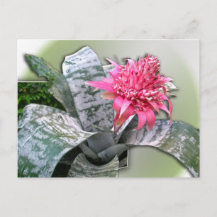 Pink Flowered Bromeliad Postcard
