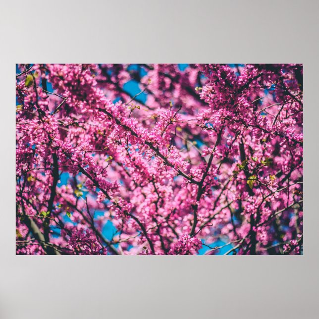 PINK FLOWERED TREE POSTER (Front)