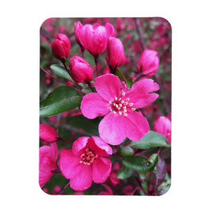 Pink Flowering Crabapple Magnet