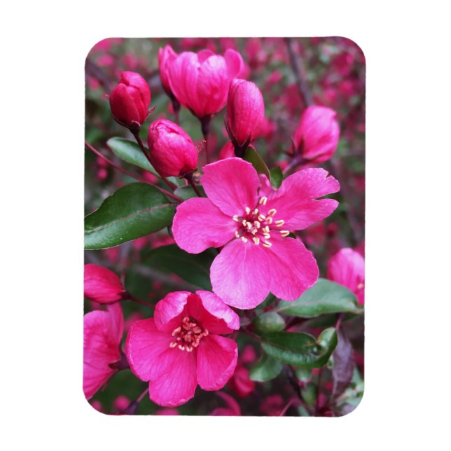 Pink Flowering Crabapple Magnet (Vertical)