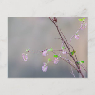 Pink Flowering Currant Postcard
