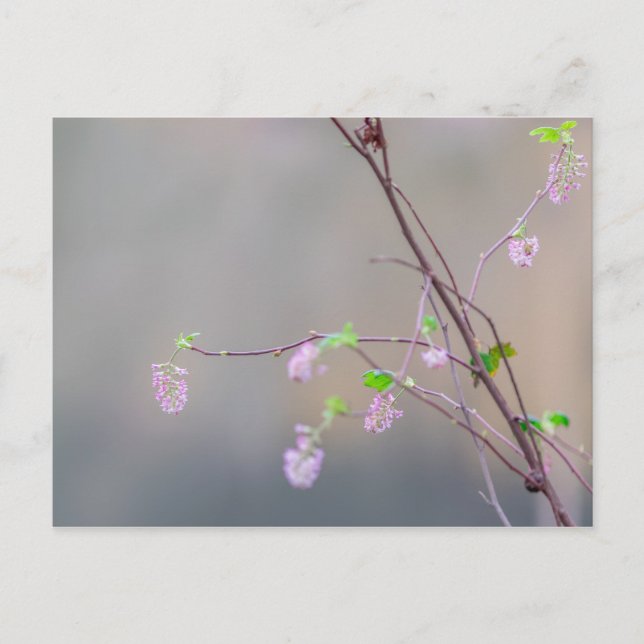 Pink Flowering Currant Postcard (Front)