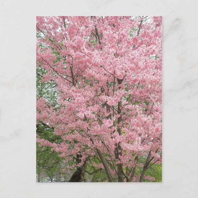 Pink Flowering Dogwood Postcard (Front)