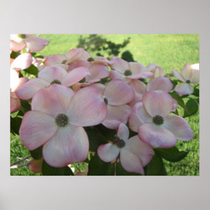 Pink Flowering Dogwood Poster