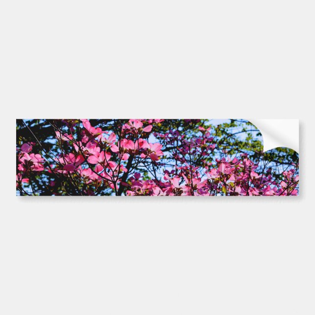 Pink flowering Dogwood tree Bumper Sticker (Front)