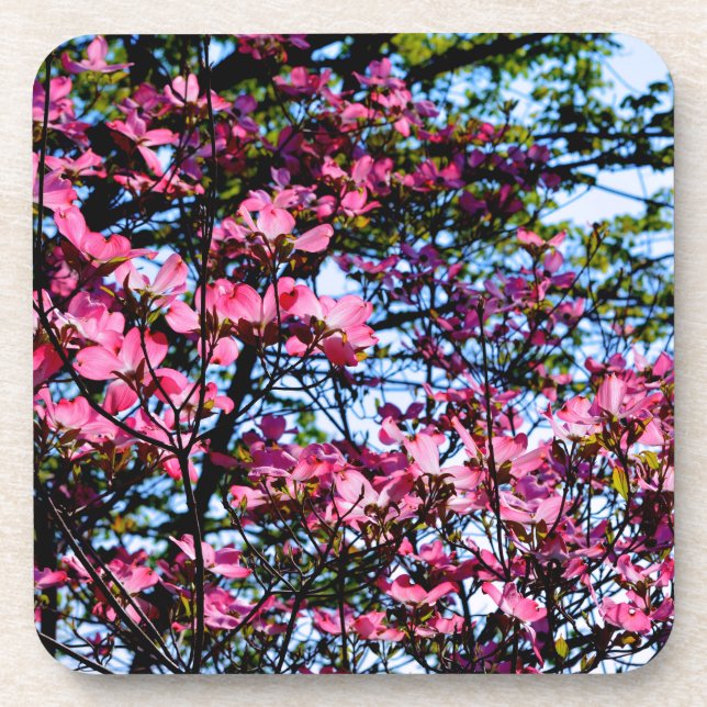 Pink flowering Dogwood tree Coaster (Front)