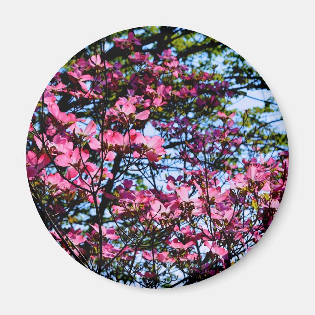 Pink flowering Dogwood tree Magnet (Front)