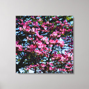 Pink flowering dogwood tree photo canvas print