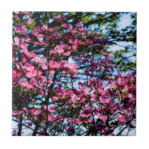 Pink flowering dogwood tree photo tile