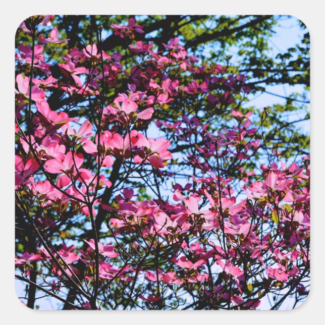 Pink flowering Dogwood tree Square Sticker (Front)