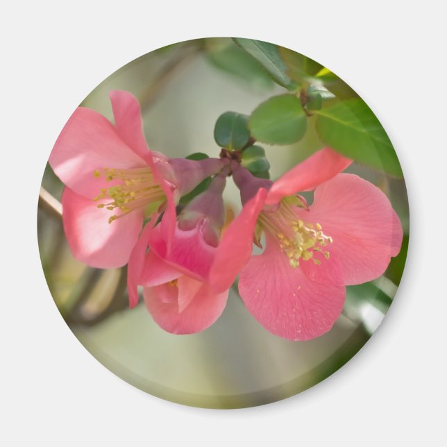 Pink Flowering Quince Glow Magnet (Front)